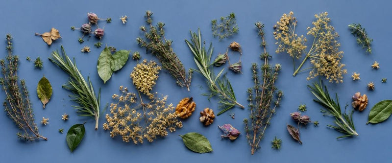 Various herbs and plants arranged on a blue background